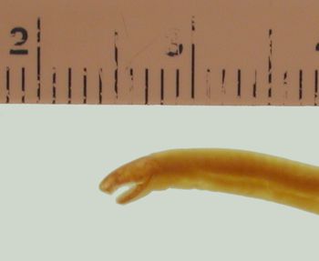 Media type: image; Herpetology A-9407